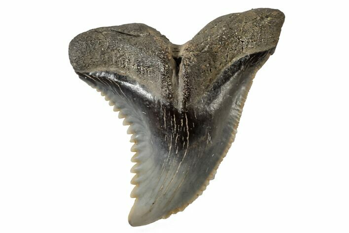 Serrated, Fossil Shark (Hemipristis) Tooth #170431